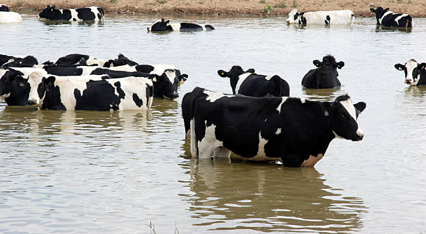 Joyful Farmers at Myanmar Farm - Nurturing Growth