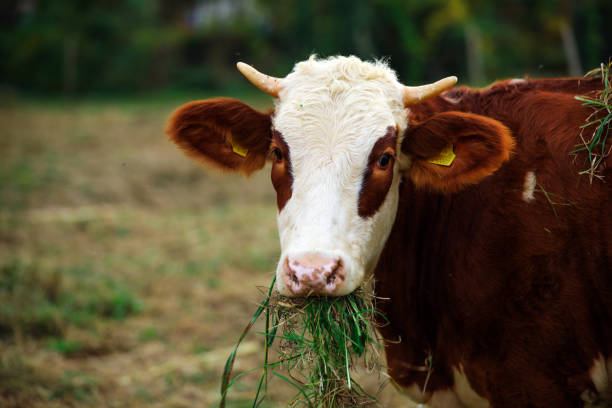 Joyful Farmers at Myanmar Farm - Nurturing Growth